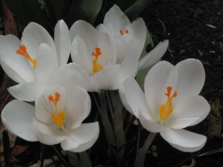 幻の花壇に咲くクロッカス
