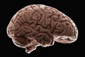 脳のイメージ
