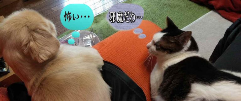 ダイエットを見守る犬と猫