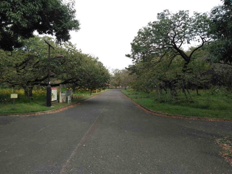 東京都立小金井公園